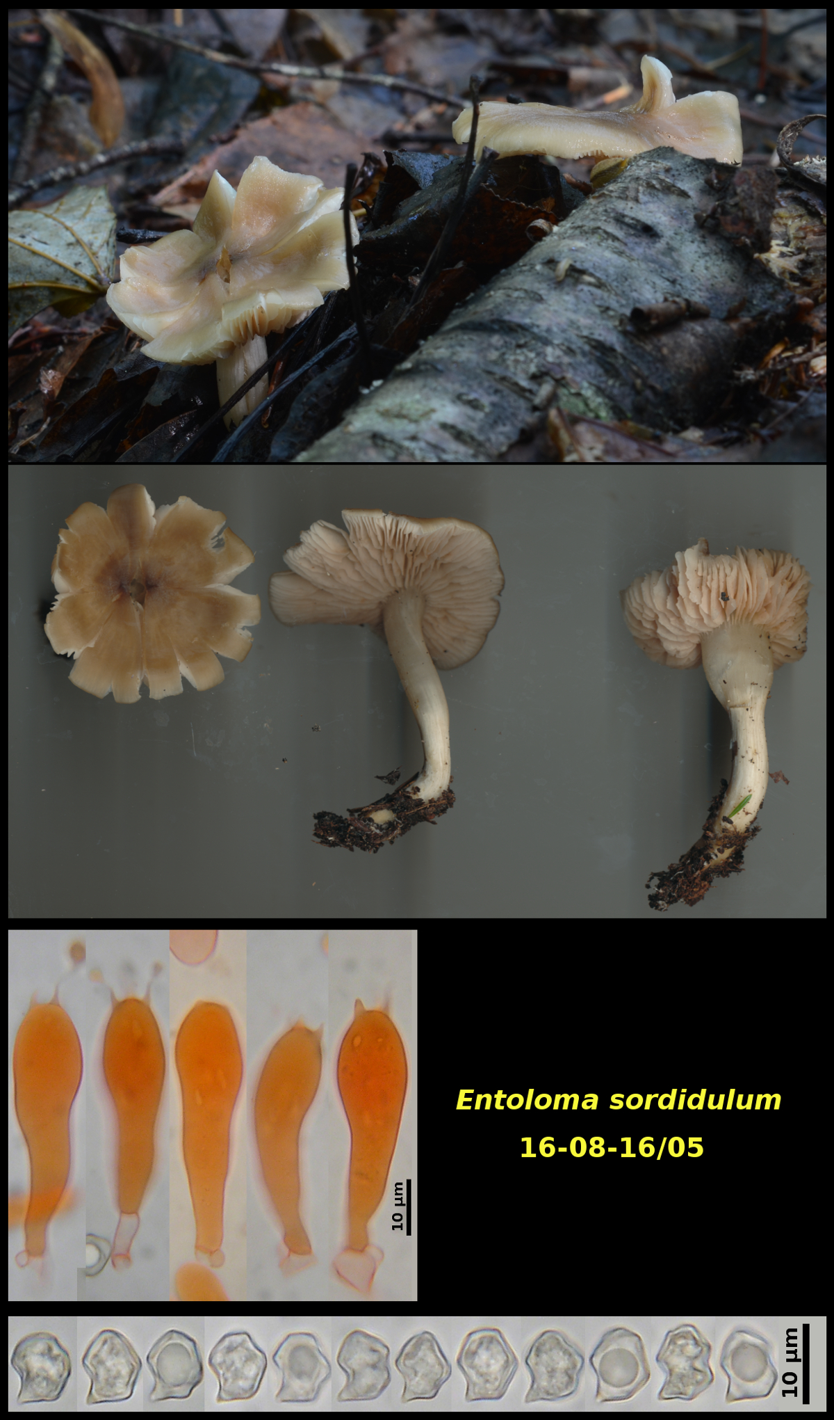 Picture of Entoloma sordidulum
